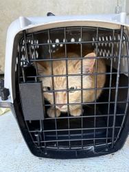 Shelter Stray Male Cat last seen Near BLOCK NEW ORLEANS, 4950 SW Triana Blvd, Huntsville, AL 35805, USA