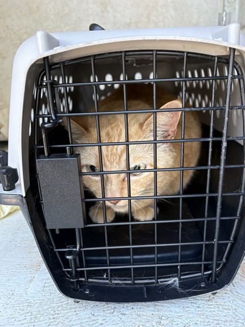 Shelter Stray Male Cat last seen Near BLOCK NEW ORLEANS, 4950 SW Triana Blvd, Huntsville, AL 35805, USA