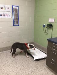 Shelter Stray Female Dog last seen 88TH AVE/ ROSEMARY ST 80022, 12155 Park Blvd, Brighton, CO 80601, USA