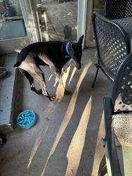Found/Stray Female Dog last seen Hughes and alpha, Dallas, TX 75201