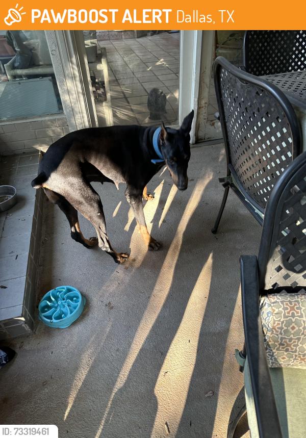 Found/Stray Female Dog last seen Hughes and alpha, Dallas, TX 75201