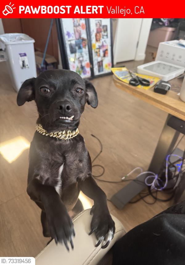 Lost Female Dog last seen Carquinez bridge, Vallejo, CA 94590