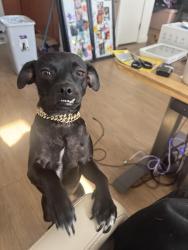 Lost Female Dog last seen Carquinez bridge, Vallejo, CA 94590