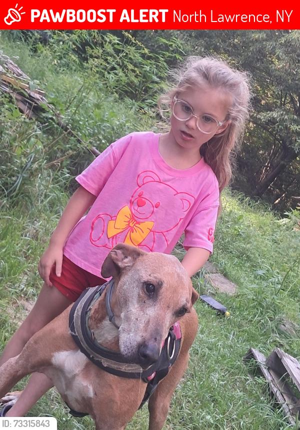 Lost Female Dog last seen Near County Rt. 52. N.Lawrence, NY, North Lawrence, NY 12967