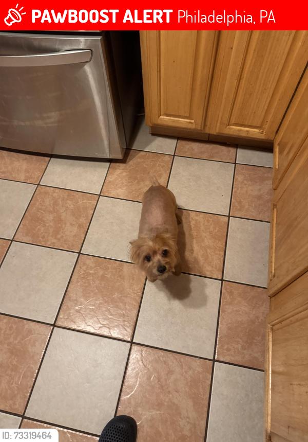 Lost Male Dog last seen Between mifflin and Mckean st 19145, Philadelphia, PA 19145