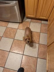 Lost Male Dog last seen Between mifflin and Mckean st 19145, Philadelphia, PA 19145