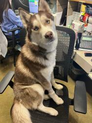 Reunited Male Dog last seen Bahama Loop, Fayetteville, NC 28314