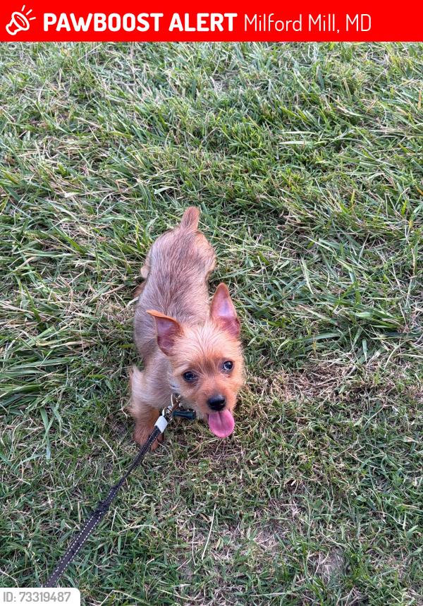 Lost Male Dog last seen Hurlock, Milford Mill, MD 21244
