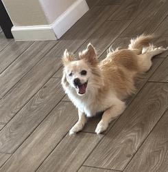 Reunited Male Dog last seen 99th and, Tolleson, AZ 85353