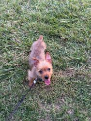 Lost Male Dog last seen Hurlock, Milford Mill, MD 21244