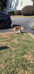Lost Male Dog last seen Sonic, Chattanooga, TN 37421