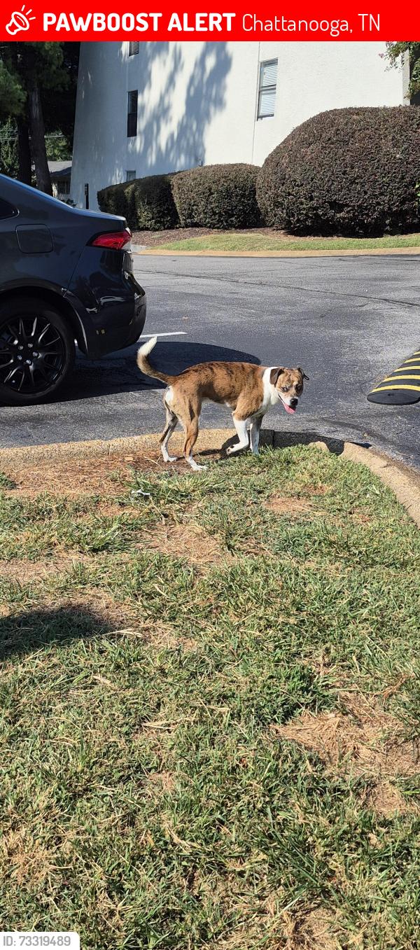Lost Male Dog last seen Sonic, Chattanooga, TN 37421
