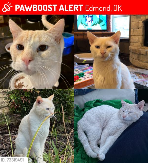 Lost Male Cat last seen NW 178th St near Life Church and Upper Crust, Edmond, OK 73012