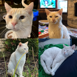 Lost Male Cat last seen NW 178th St near Life Church and Upper Crust, Edmond, OK 73012