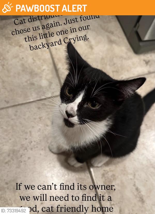 Found/Stray Unknown Cat last seen Warner Ave, Huntington Beach, CA 92647