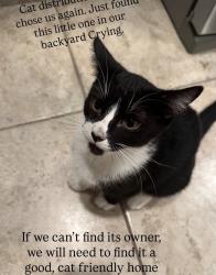 Found/Stray Unknown Cat last seen Warner Ave, Huntington Beach, CA 92647