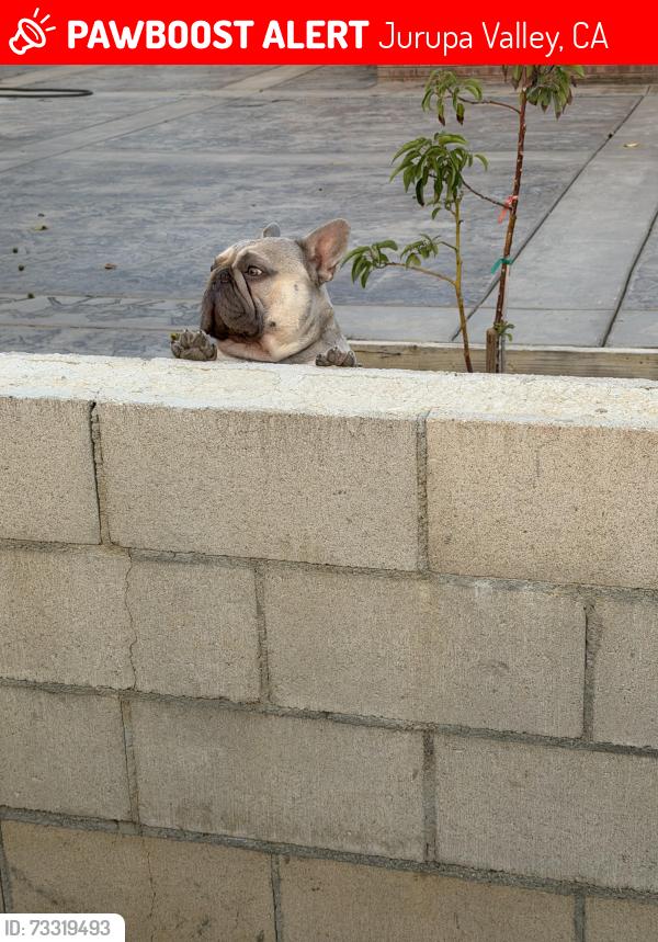 Lost Male Dog last seen Woodbridge & Millbrook, Jurupa Valley, CA 91752