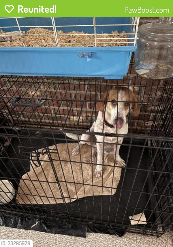 Reunited Female Dog last seen Near the Dollar Store in Pollocksville, Pollocksville, NC 28573