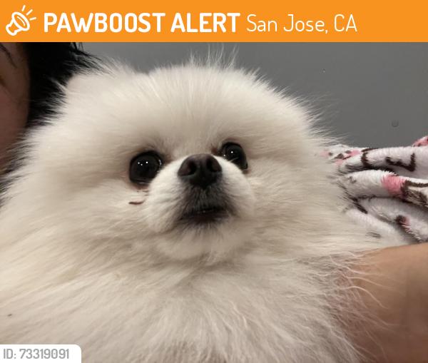 Found/Stray Male Dog last seen Toyon and McKee, San Jose, CA 95127