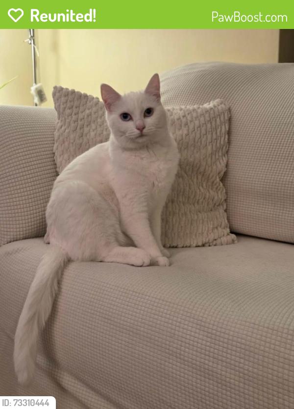 Reunited Female Cat last seen Boischatel/Oakwood Street, Montreal, QC H9H 1Y7