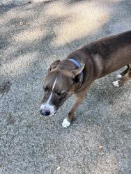 Found/Stray Male Dog last seen Near Stewart’s ferry pike, Mt. Juliet, TN 37122