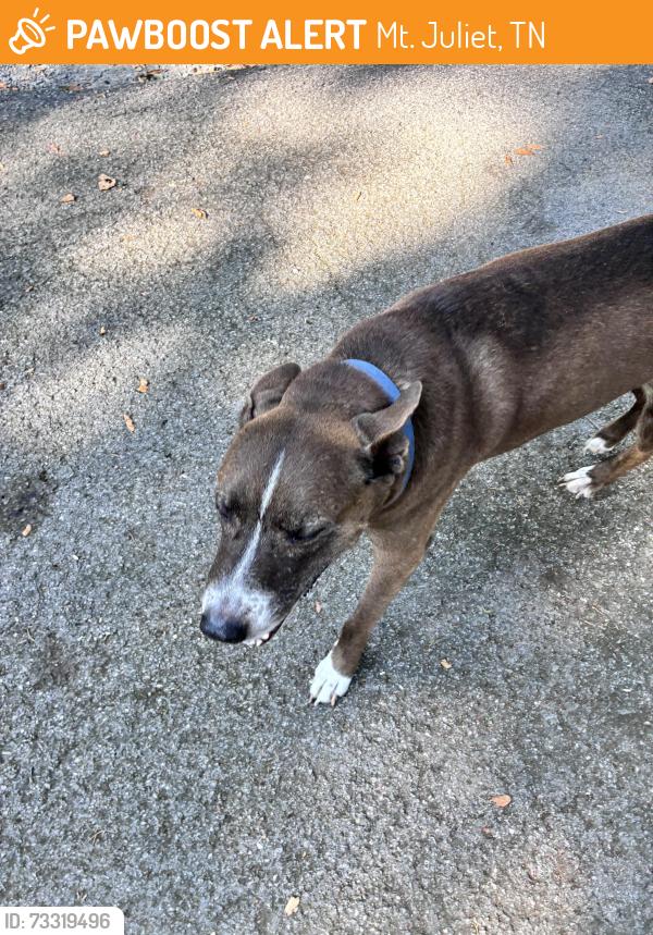 Found/Stray Male Dog last seen Near Stewart’s ferry pike, Mt. Juliet, TN 37122