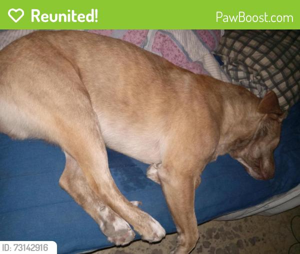 Reunited Male Dog last seen 19th and Gaudalupe, San Antonio, TX 78207