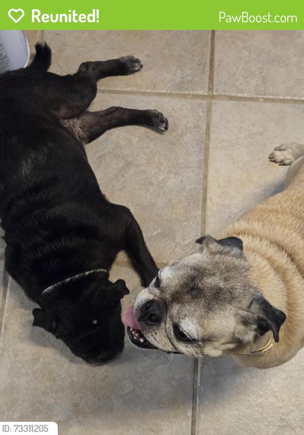 Reunited Unknown Dog last seen Potranco, San Antonio, TX 78251