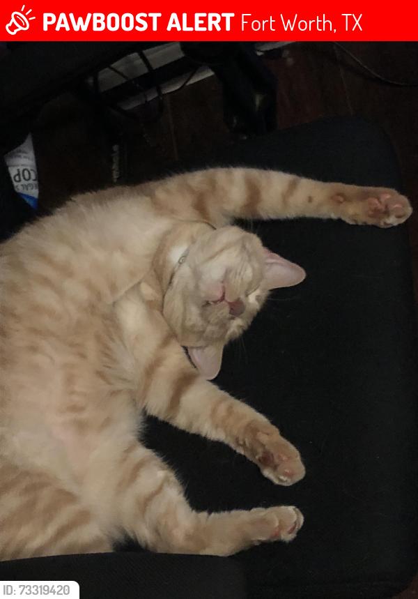 Lost Male Cat last seen Corner of bob hanger and heatherglen terrace, has been found near ravenya street before, Fort Worth, TX 76179