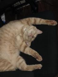 Lost Male Cat last seen Corner of bob hanger and heatherglen terrace, has been found near ravenya street before, Fort Worth, TX 76179