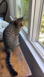 Lost Male Cat last seen Via Alcance and Via Nivel, Palos Verdes Estates, CA 90274
