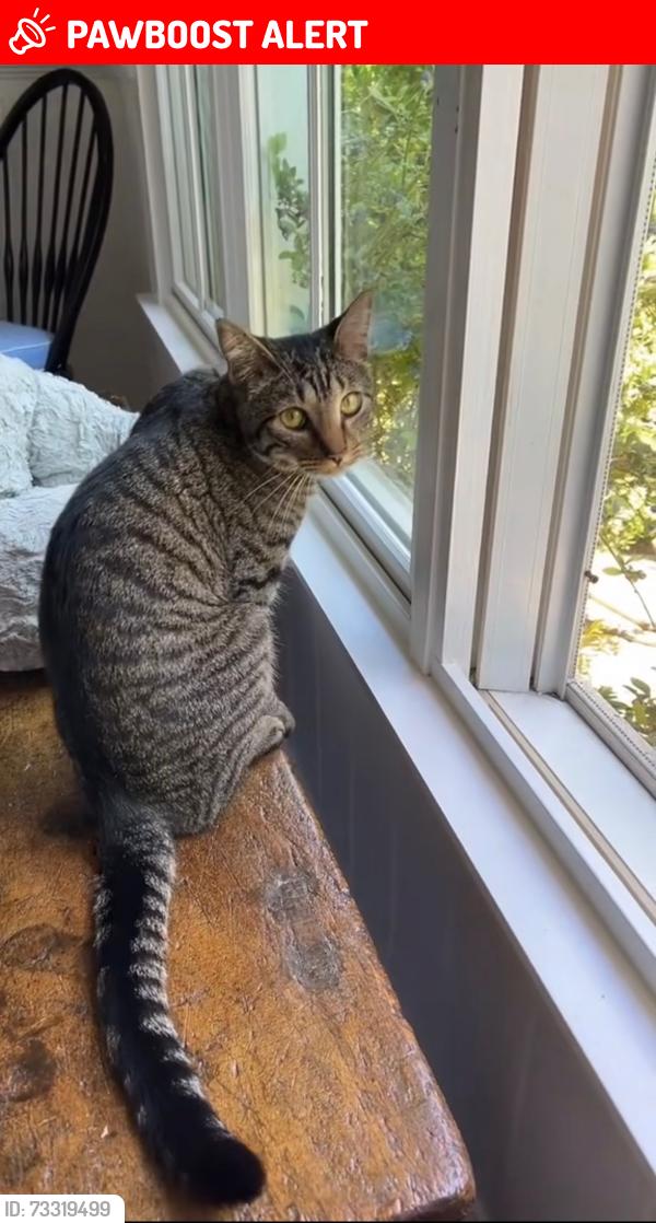 Lost Male Cat last seen Via Alcance and Via Nivel, Palos Verdes Estates, CA 90274