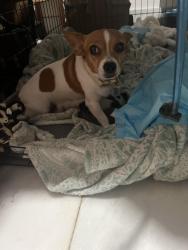 Lost Female Dog last seen Mandola’s restaurant, Austin, TX 78757