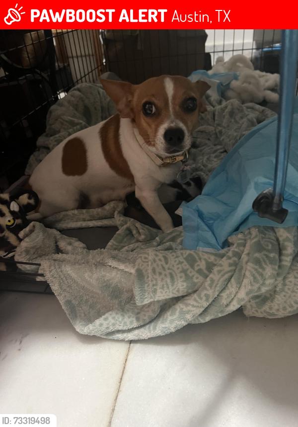 Lost Female Dog last seen Mandola’s restaurant, Austin, TX 78757