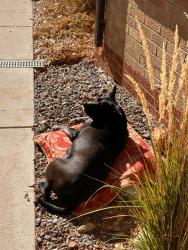 Reunited Female Dog last seen Reed Street & W 25th Ave, Edgewater, CO 80214