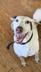 Reunited Female Dog last seen Dallasburg, Harlan Township, OH 45162