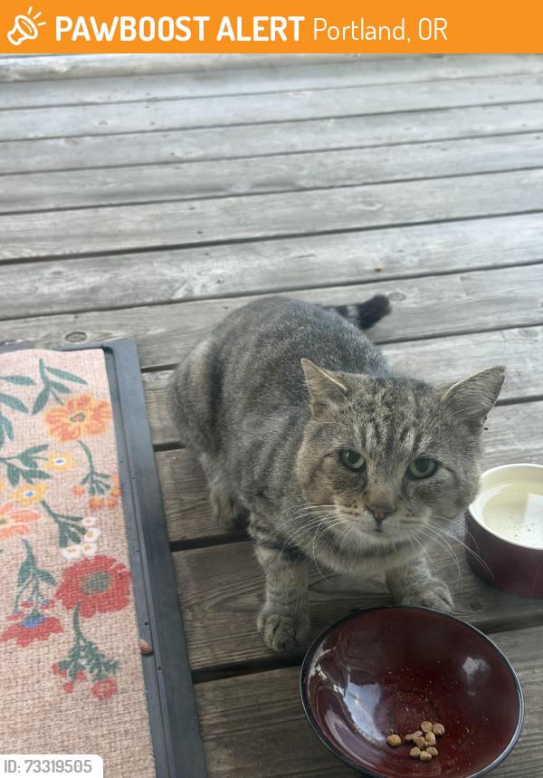 Found/Stray Unknown Cat last seen Knott Street, Portland, OR 97212