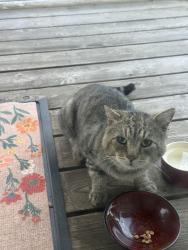 Found/Stray Unknown Cat last seen Knott Street, Portland, OR 97212