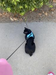Lost Male Cat last seen Near Tindari pl, Rancho Cucamonga, CA 91701