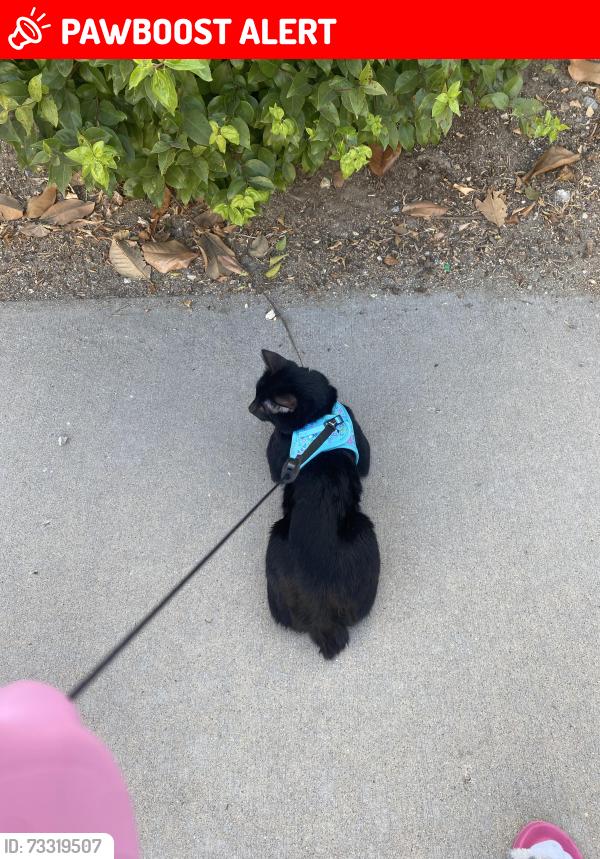 Lost Male Cat last seen Near Tindari pl, Rancho Cucamonga, CA 91701