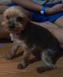 Reunited Male Dog last seen Mayranch neighborhood, Perris, CA 92571