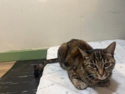 Found/Stray Female Cat last seen 8th ave CT E and 113th street, Parkland, WA 98445
