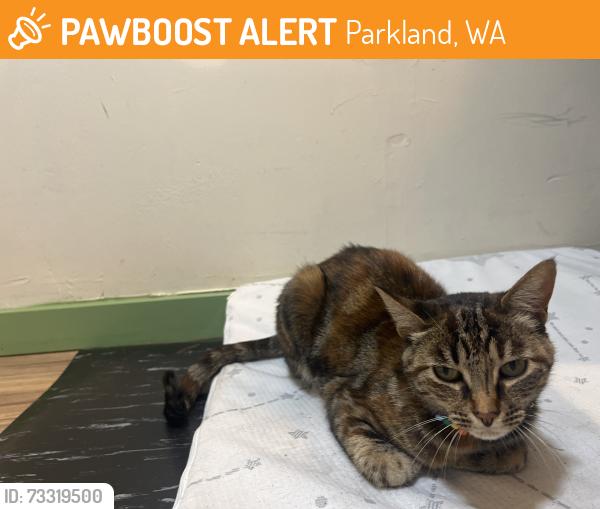 Found/Stray Female Cat last seen 8th ave CT E and 113th street, Parkland, WA 98445