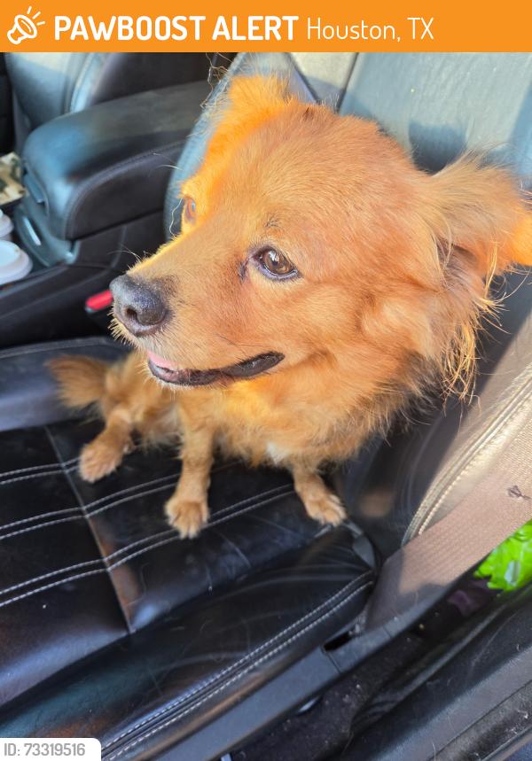 Found/Stray Male Dog last seen Village manor, Houston, TX 77345