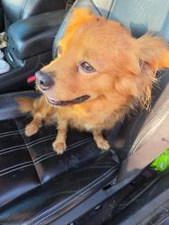 Found/Stray Male Dog last seen Village manor, Houston, TX 77345