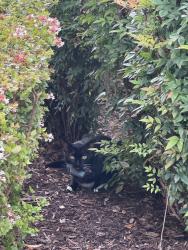 Found/Stray Unknown Cat last seen Sandchip terrace, Chesapeake, VA 23320