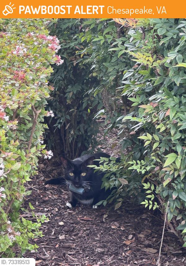 Found/Stray Unknown Cat last seen Sandchip terrace, Chesapeake, VA 23320
