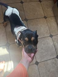 Reunited Female Dog last seen Ebenezer rd area ., Cincinnati, OH 45248