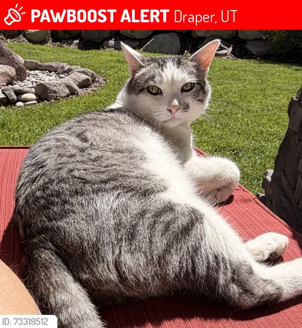 Lost Male Cat last seen Suncrest, Draper, UT 84020