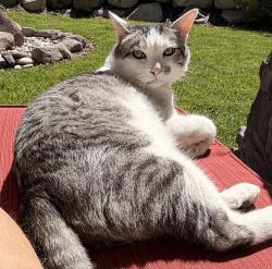 Lost Male Cat last seen Suncrest, Draper, UT 84020